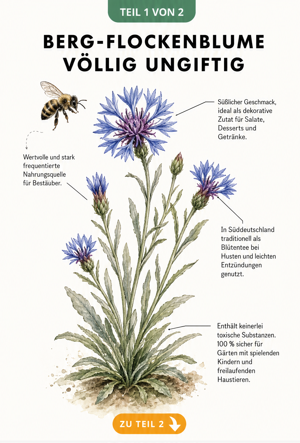Botanische Illustration der Berg-Flockenblume mit Hinweisen zur Essbarkeit, Nutzung als Blütentee und Unbedenklichkeit für Kinder und Haustiere.