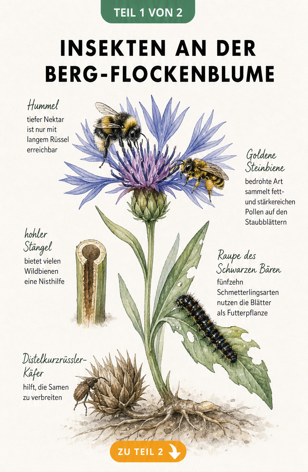 Botanische Illustration einer Berg-Flockenblume mit Insekten wie Hummel, Goldene Steinbiene und Raupe des Schwarzen Bären an den jeweiligen Pflanzenteilen.