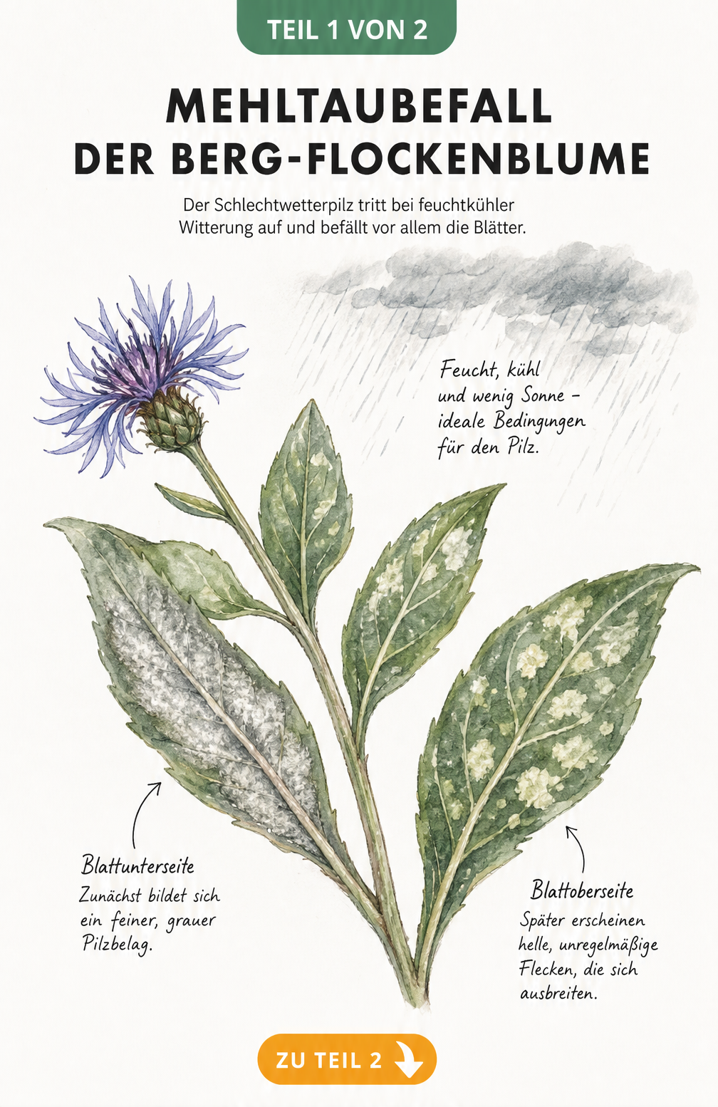 Botanische Illustration eines Berg-Flockenblumen-Blattes mit grauem Pilzflaum auf der Unterseite und hellen Flecken auf der Oberseite, die Mehltaubefall zeigen.