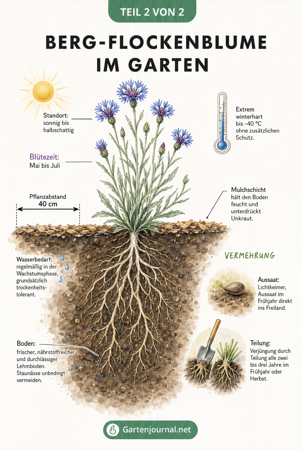 Querschnitt durch ein Gartenbeet mit der Berg-Flockenblume, der den idealen Standort, Pflanzabstand, Bodenbeschaffenheit und Vermehrungsmethoden zeigt.