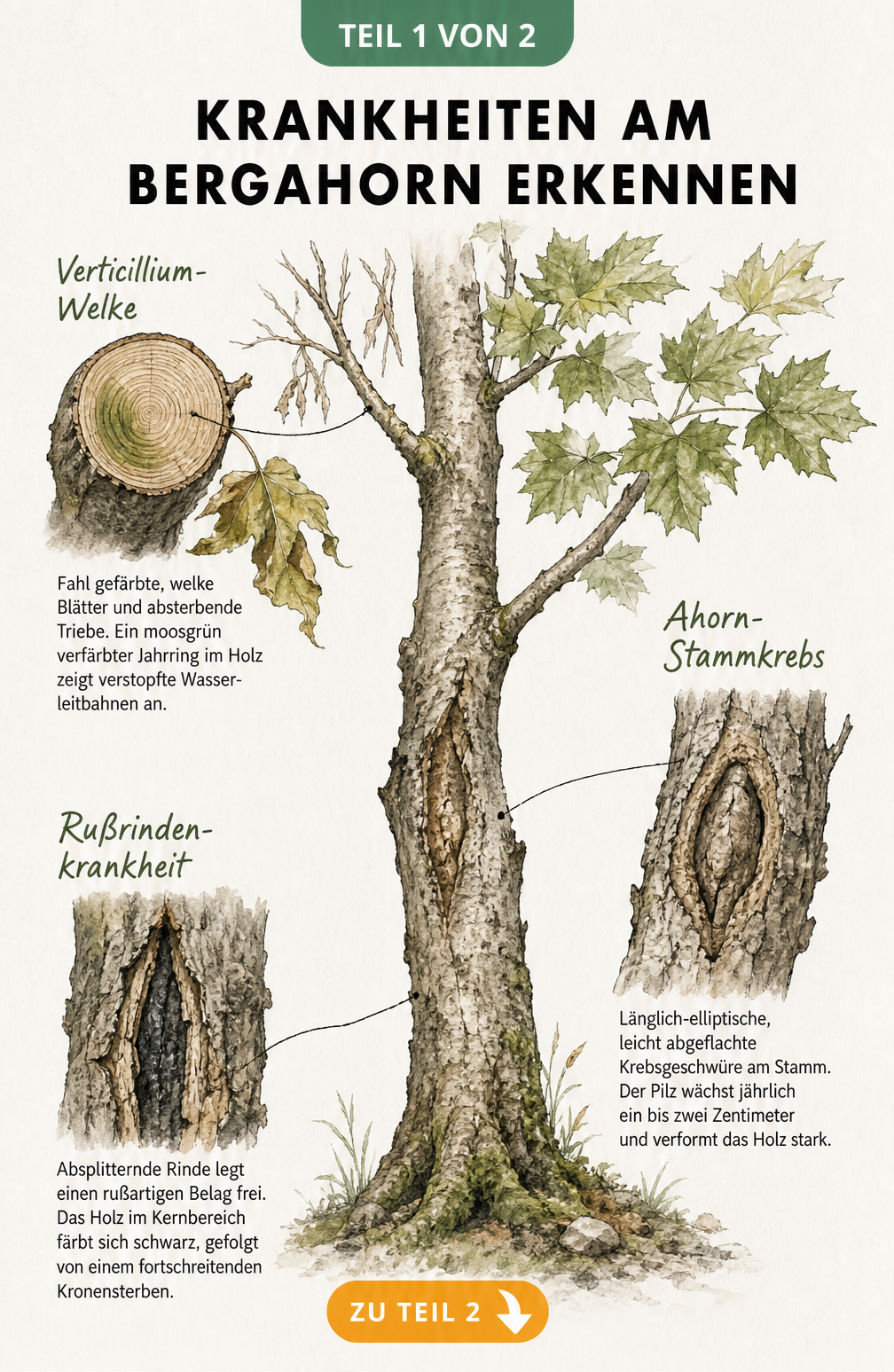 Botanische Illustration der Schadbilder von Verticillium-Welke, Ahorn-Stammkrebs und Rußrindenkrankheit am Bergahorn