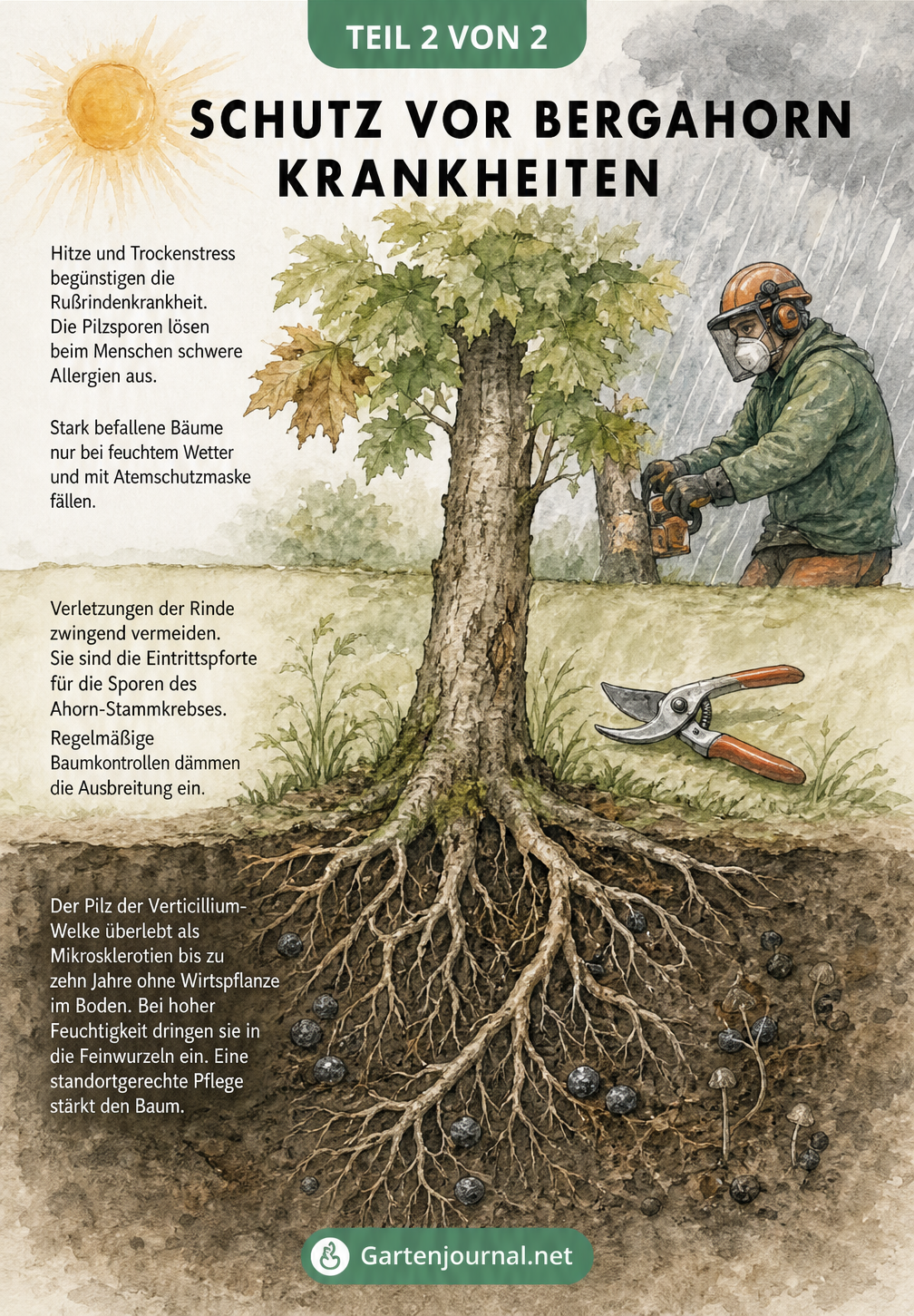 Illustration der Schutzmaßnahmen für den Bergahorn von der Wurzel bis zur Krone