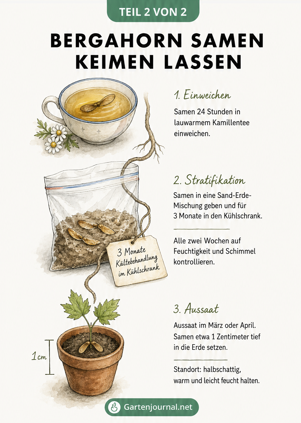 Illustration der Aussaatvorbereitung von Bergahorn-Samen mit Einweichen, Stratifikation und Keimung