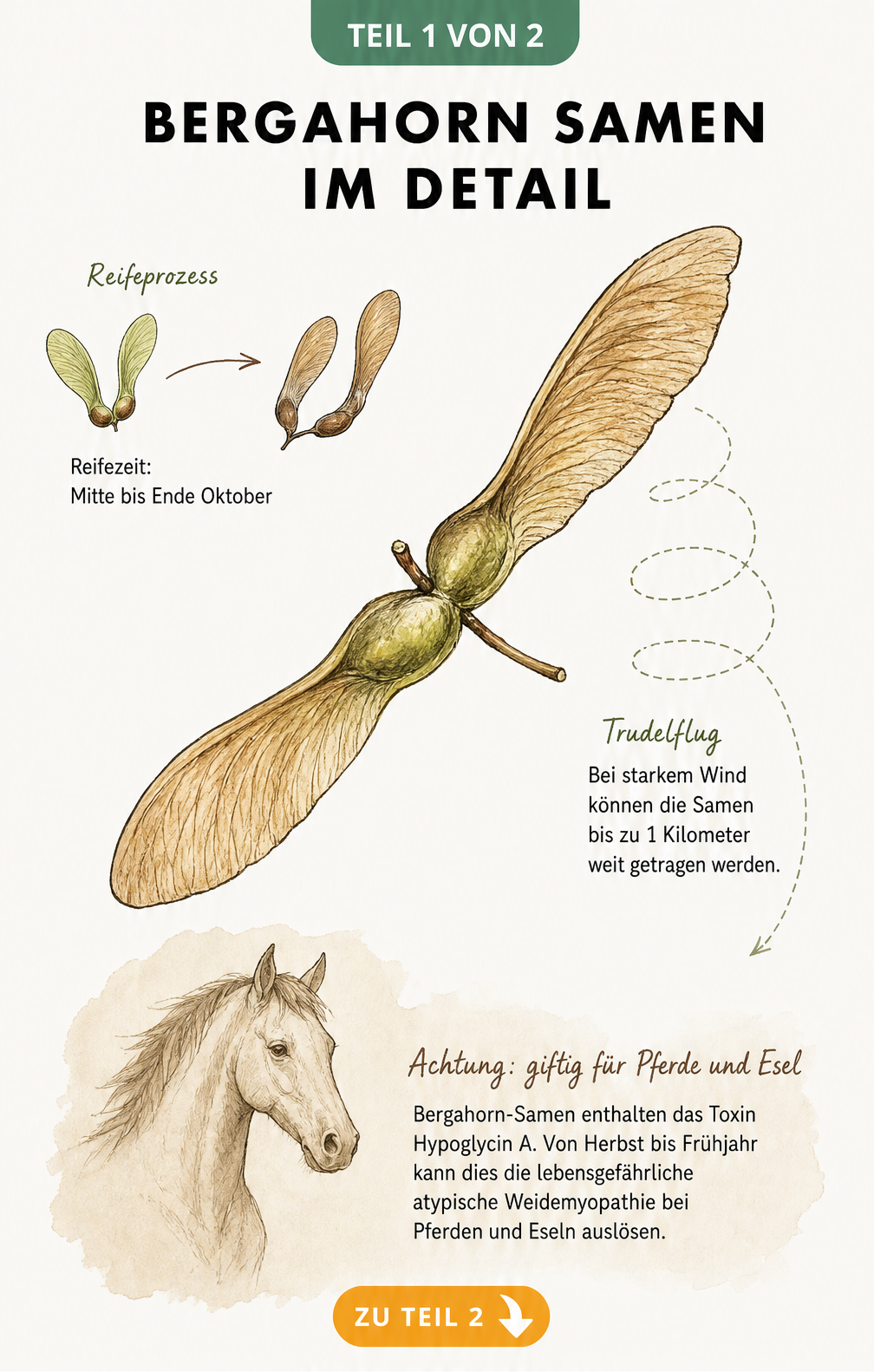 Botanische Illustration eines Bergahorn-Samens mit Hinweisen zu Reifezeit, Flugbahn und Giftigkeit für Pferde