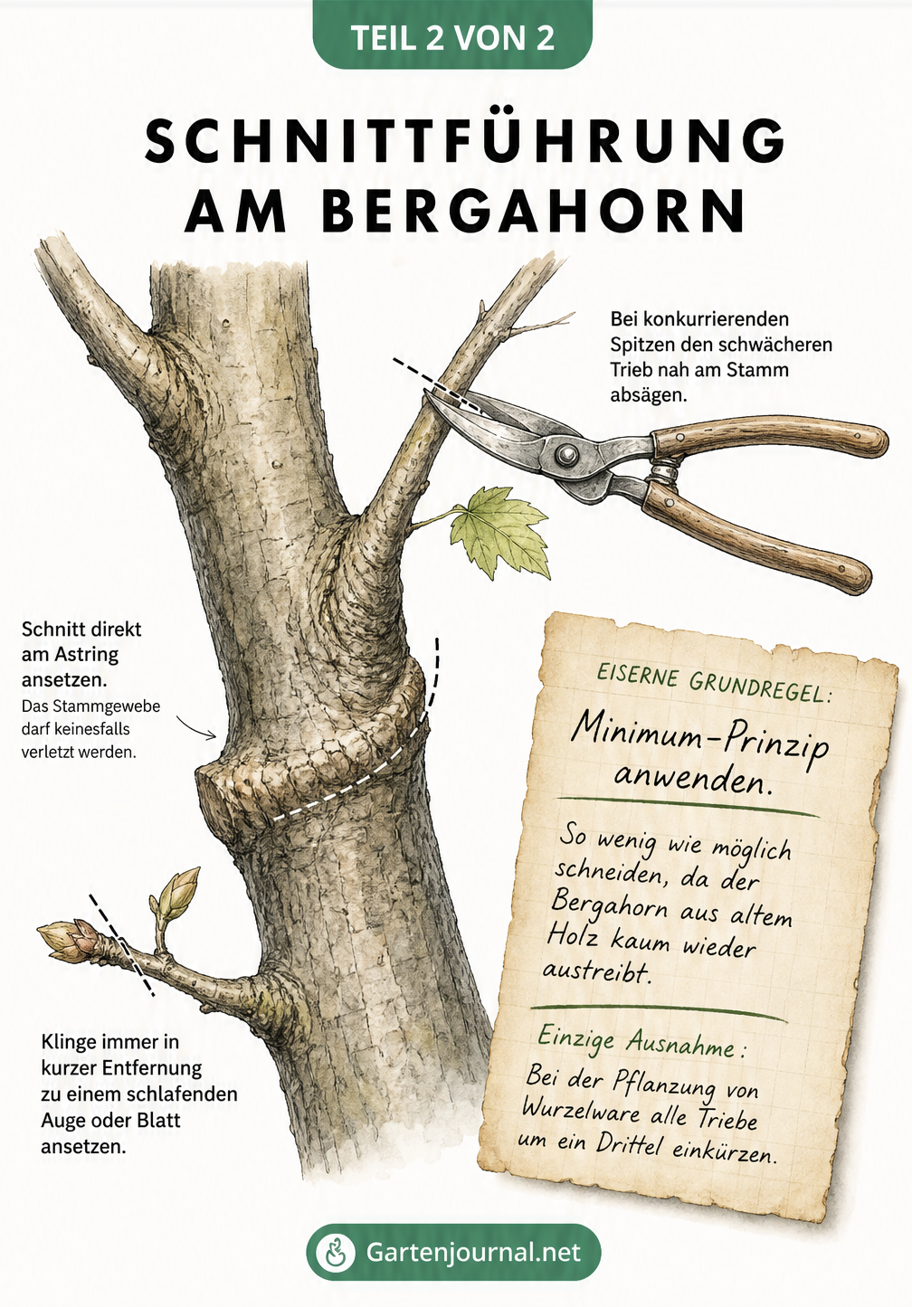 Botanische Illustration eines Bergahorns, die die korrekte Schnittführung am Astring und das Einkürzen von Trieben zeigt.