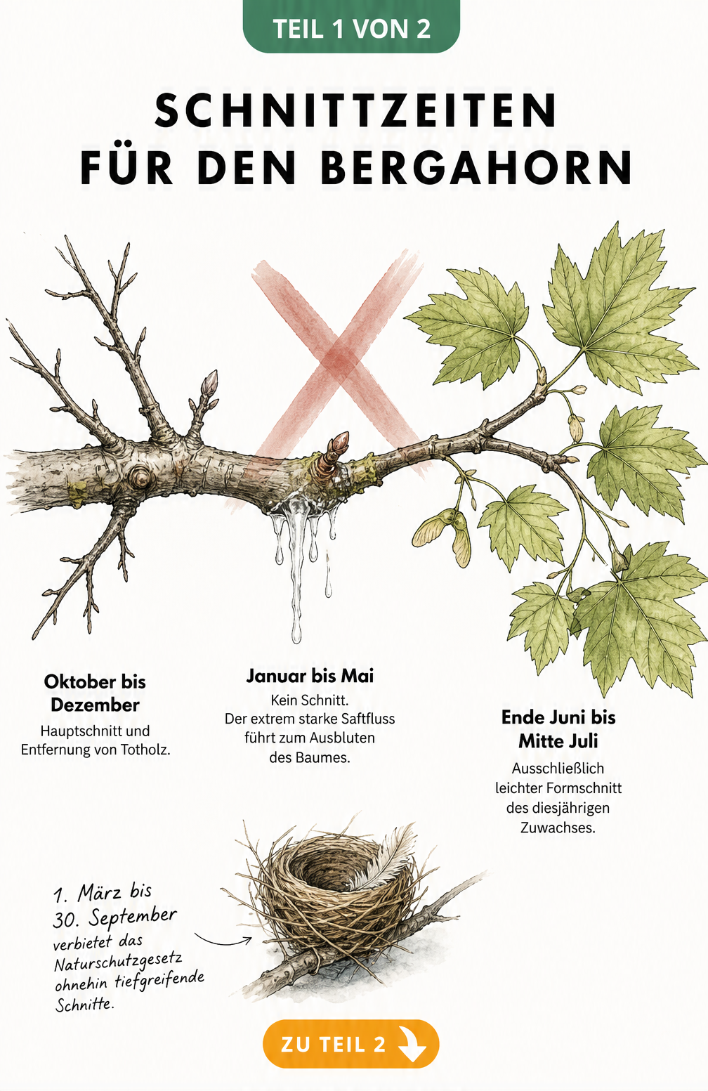Aquarell-Zeichnung eines Bergahorn-Astes, die die drei Schnittphasen im Jahresverlauf zeigt: Winter, Frühjahr und Sommer.