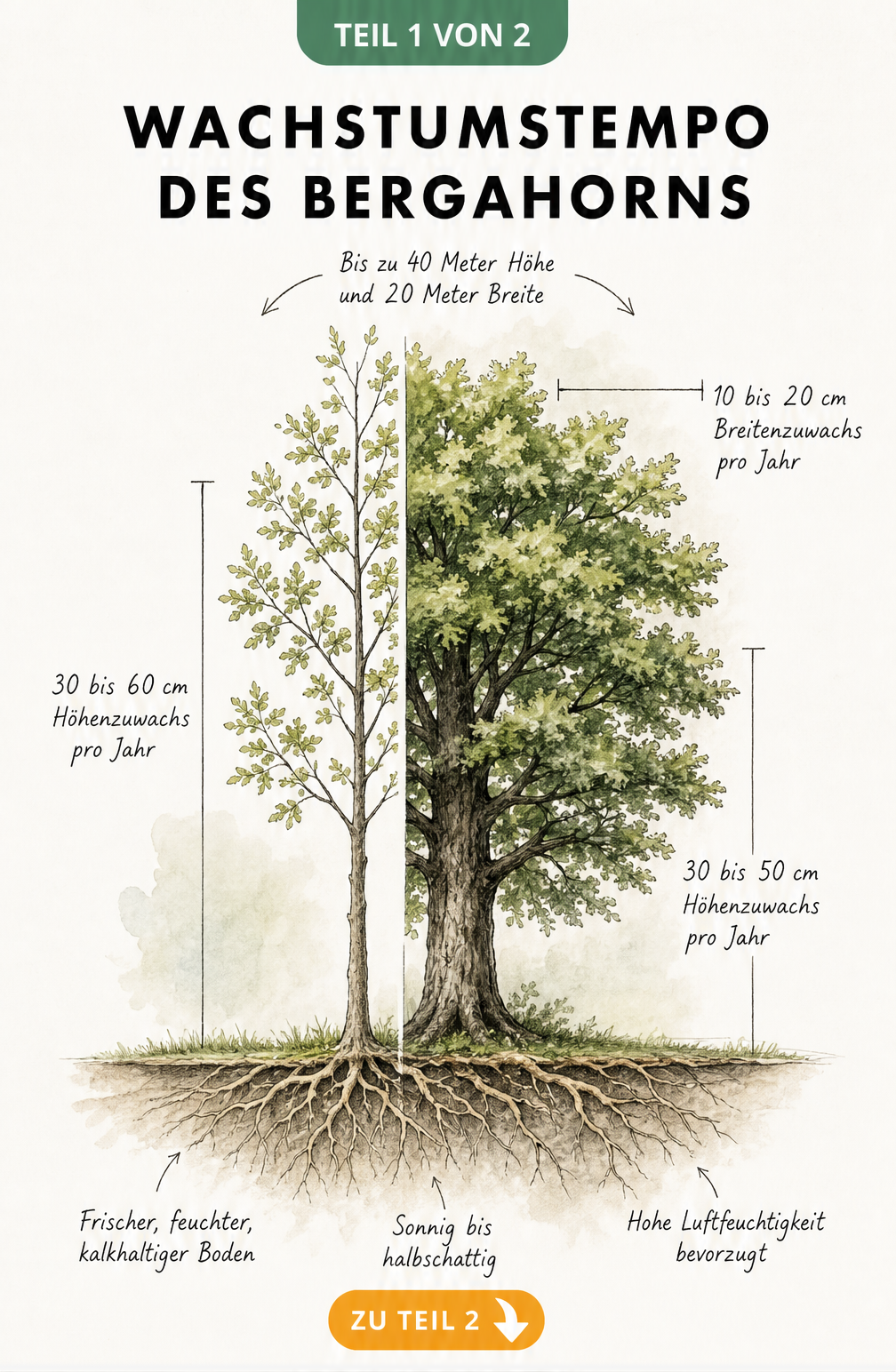 Botanische Illustration eines Bergahorns, die das Wachstum in jungen und alten Jahren vergleicht. Links ein Jungbaum mit 30 bis 60 cm Höhenzuwachs pro Jahr,...
