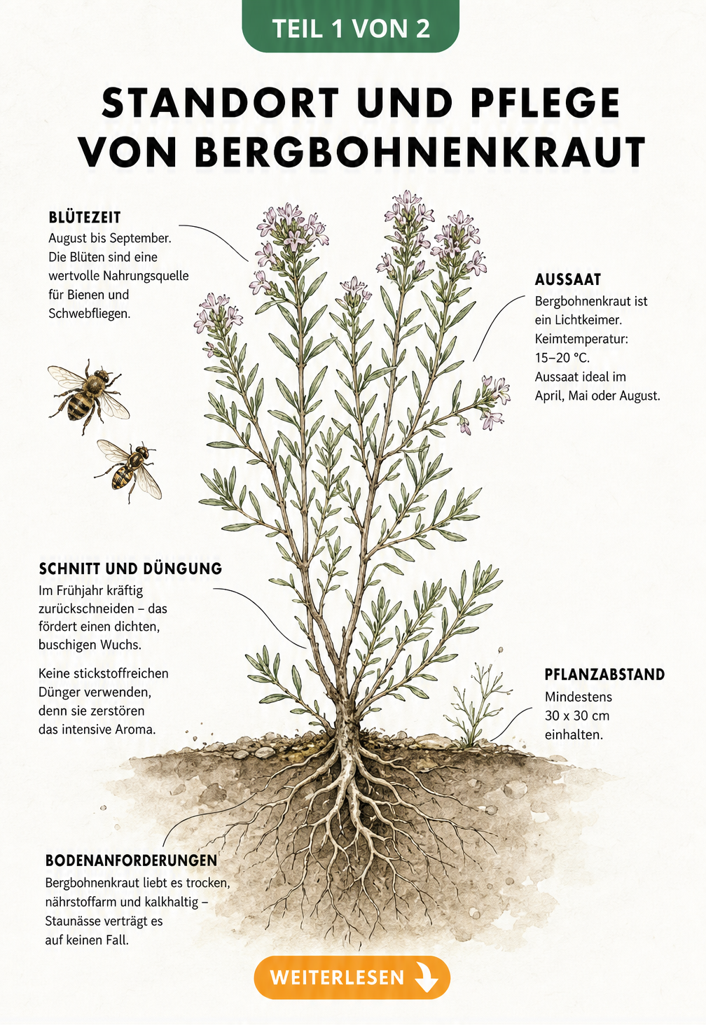 Botanische Illustration von Bergbohnenkraut mit Wurzeln, Trieben und Blüten sowie Pflegehinweisen zu Standort, Rückschnitt und Aussaat