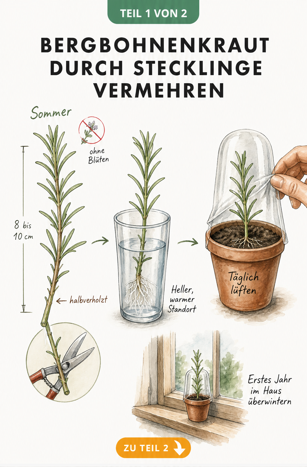 Illustration zur Vermehrung von Bergbohnenkraut durch Stecklinge: Ein halbverholzter Trieb wird geschnitten, im Wasserglas bewurzelt und in einen Topf mit...