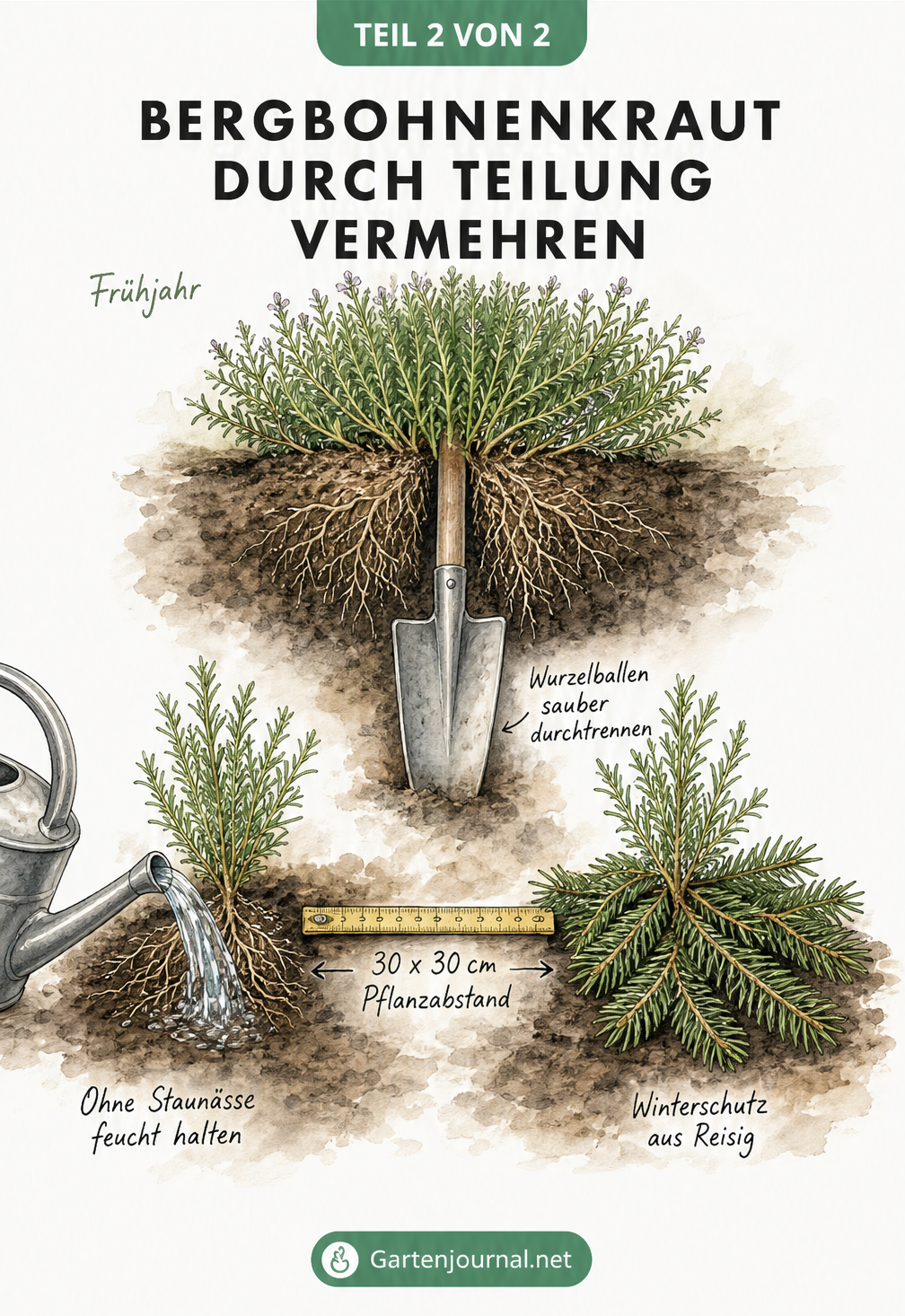 Illustration zur Vermehrung von Bergbohnenkraut durch Teilung: Ein Wurzelballen wird im Frühjahr mit einem Spaten geteilt und die neuen Pflanzen mit Abstand...