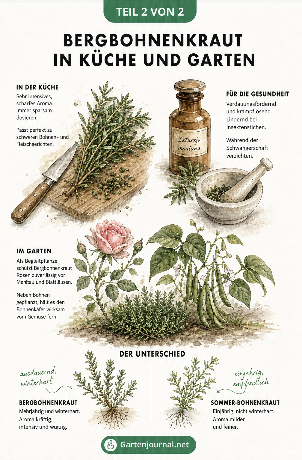 Illustration zur Verwendung von Bergbohnenkraut in der Küche, als Heilkraut und als Begleitpflanze gegen Schädlinge