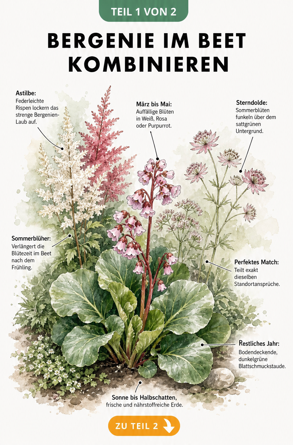 Aquarell-Illustration einer Bergenie im Beet mit Astilbe und Sterndolde als Pflanzpartner