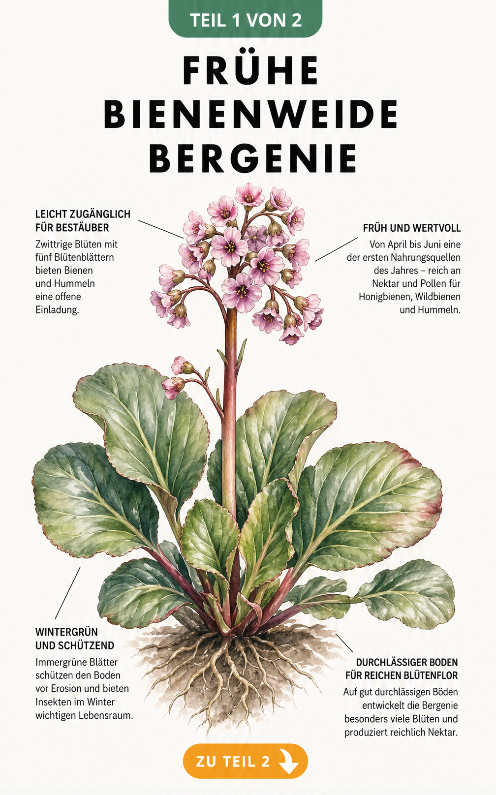 Botanische Zeichnung einer Bergenie mit Erklärungen zu Blütezeit, Blütenstruktur, Bodenansprüchen und wintergrünen Blättern als Bienenweide.