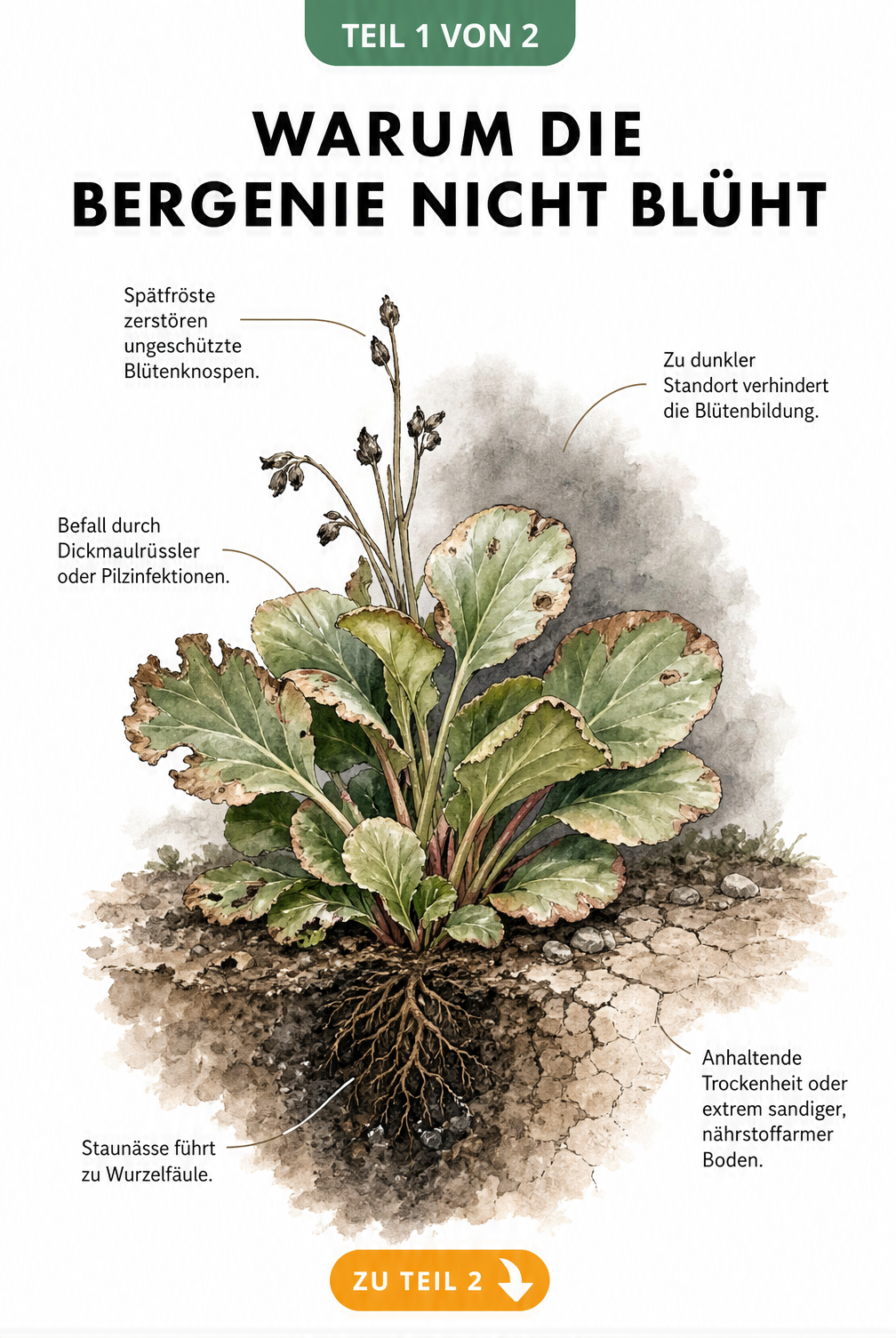 Botanische Illustration einer kränkelnden Bergenie ohne Blüten, die Ursachen wie Spätfröste, zu dunkler Standort, Schädlinge, Staunässe und Trockenheit zeigt.