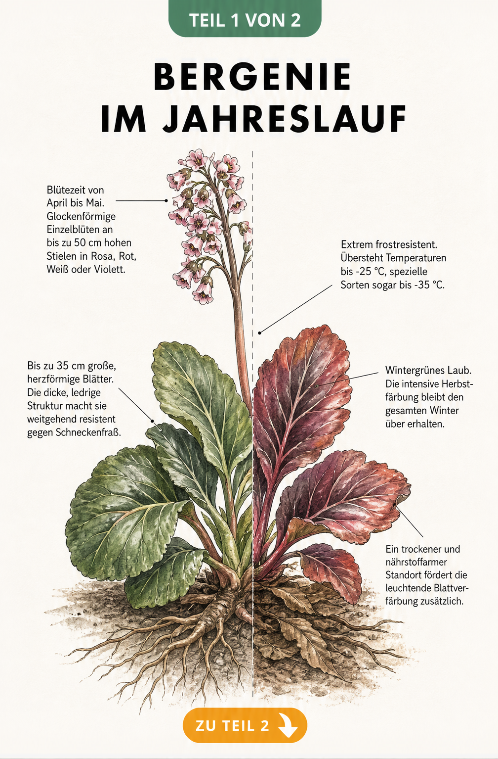 Botanische Illustration einer Bergenie, die den Wandel der Pflanze vom Frühling mit rosa Blüten zum Herbst mit roter Blattfärbung zeigt