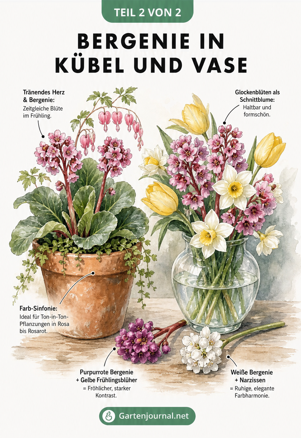 Illustration einer Bergenie im Kübel mit Tränendem Herz und als Schnittblume in einer Vase mit Tulpen und Narzissen