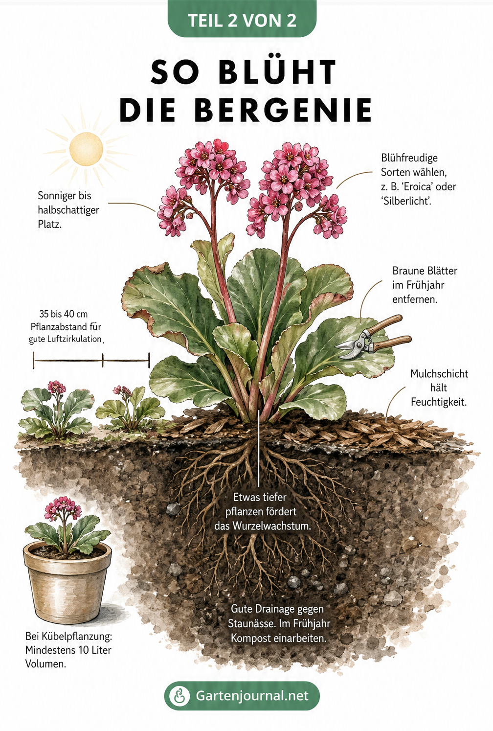 Botanische Illustration einer gesund blühenden Bergenie mit Pflegetipps wie sonniger Standort, richtiger Pflanzabstand, Mulchschicht und gute Drainage.