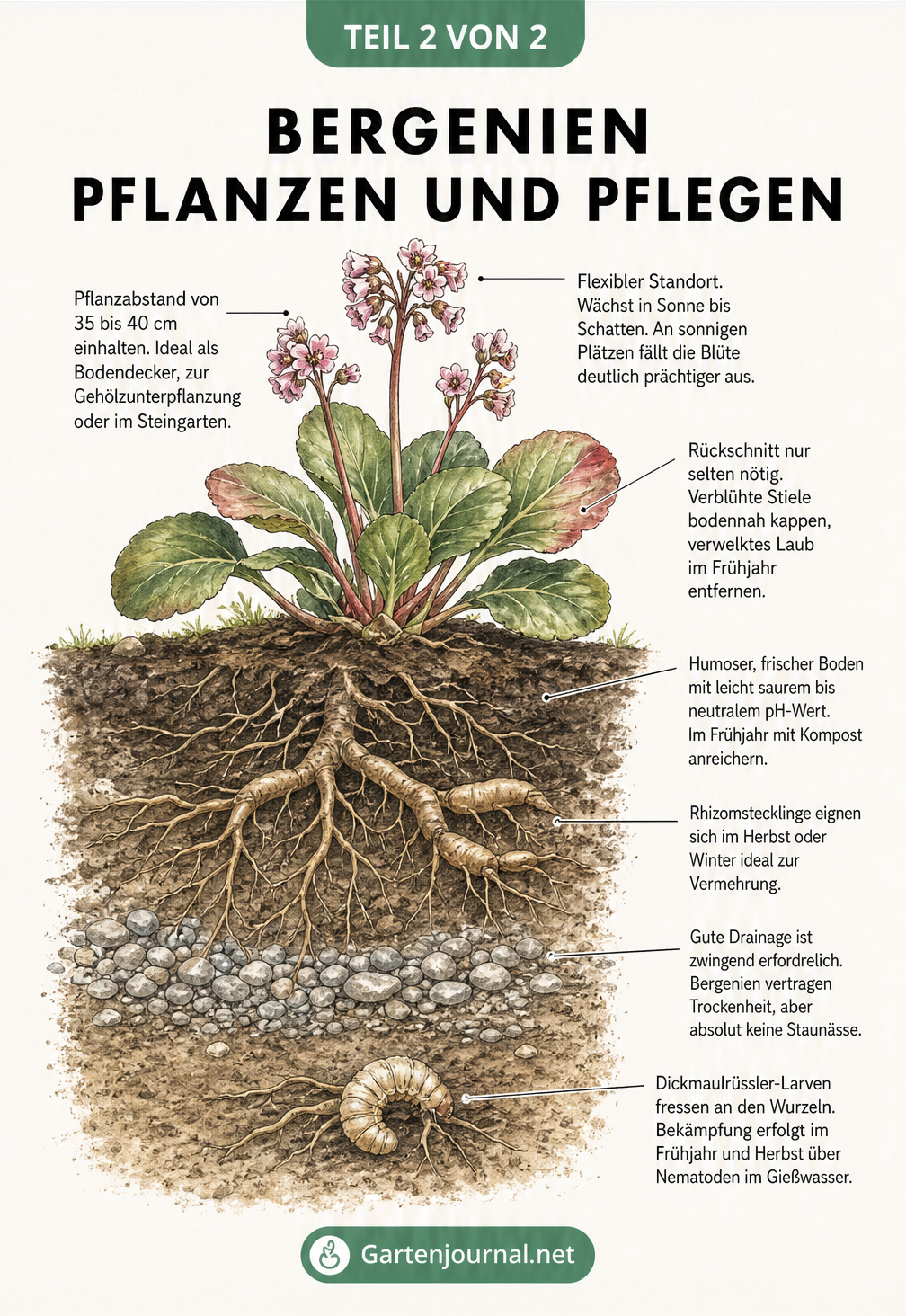 Querschnittszeichnung einer Bergenie im Boden, die Pflanzabstand, Wurzelwerk, Bodenbeschaffenheit und Pflegetipps illustriert