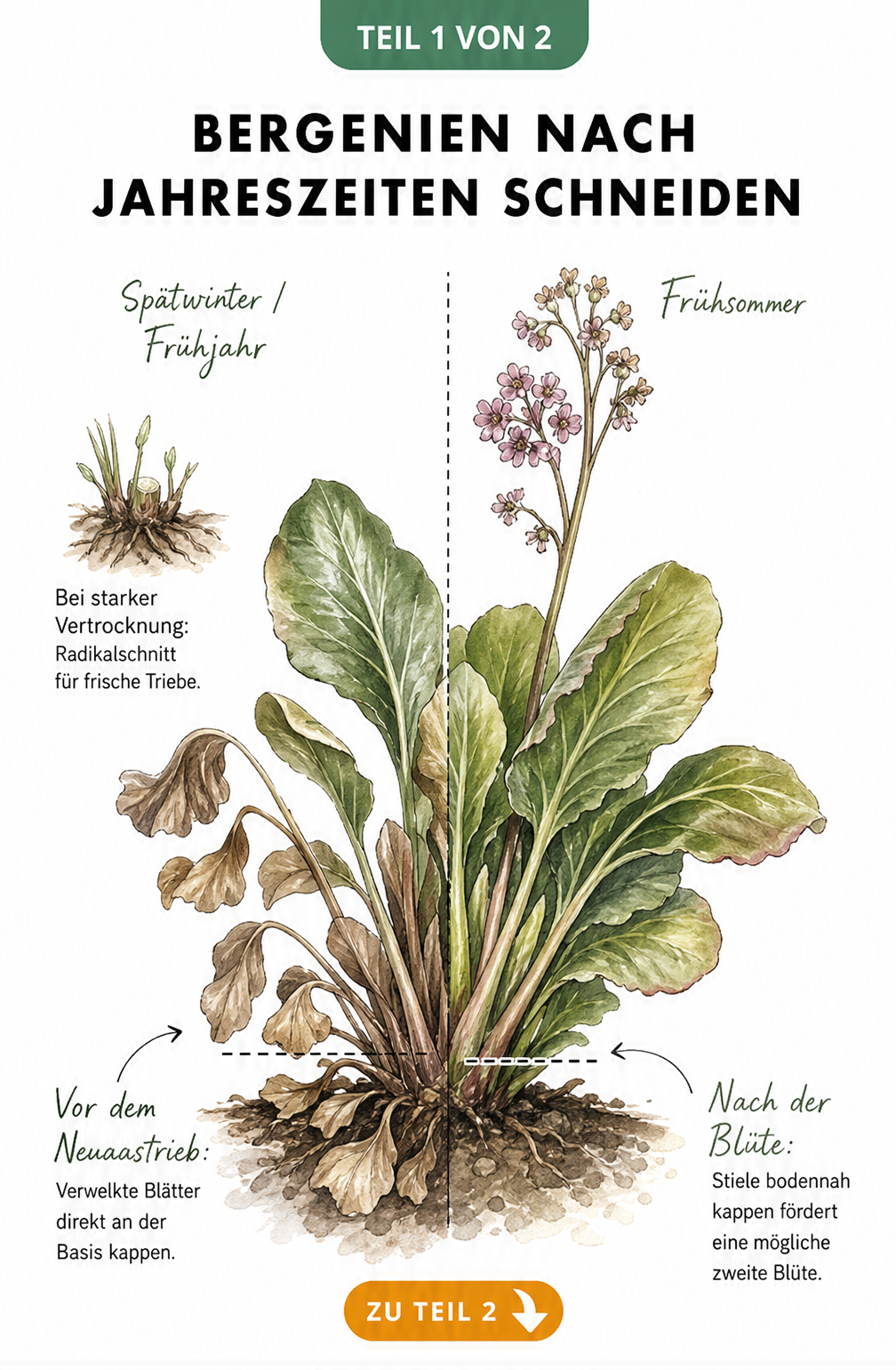 Botanische Illustration einer Bergenie im Querschnitt, die den Rückschnitt im Spätwinter und Frühsommer zeigt