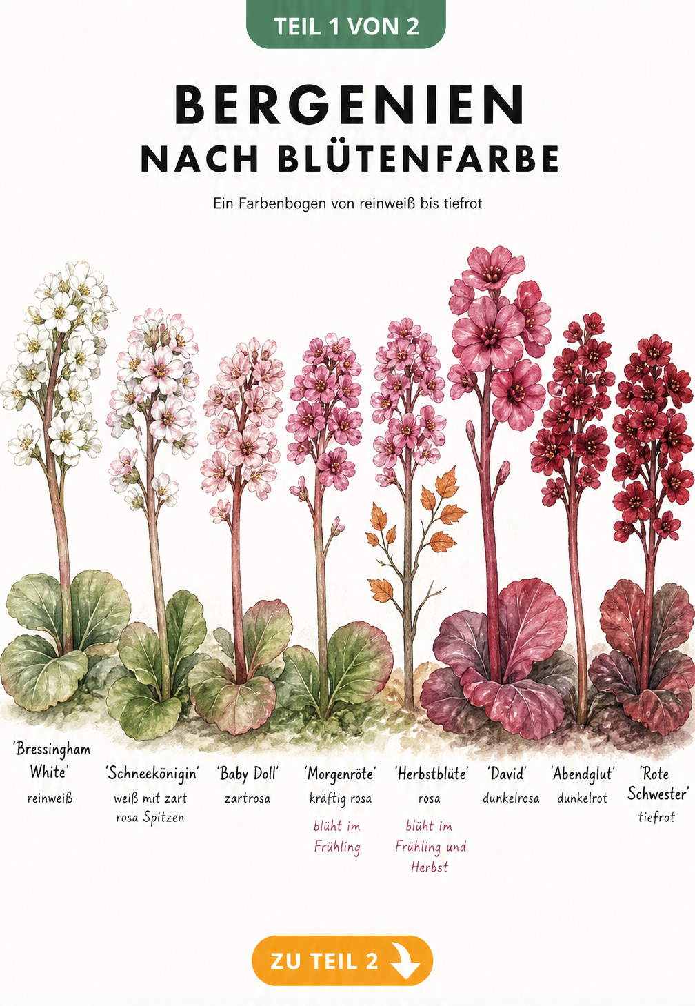 Aquarell-Illustration verschiedener Bergenien-Sorten sortiert nach Blütenfarbe von weiß bis dunkelrot