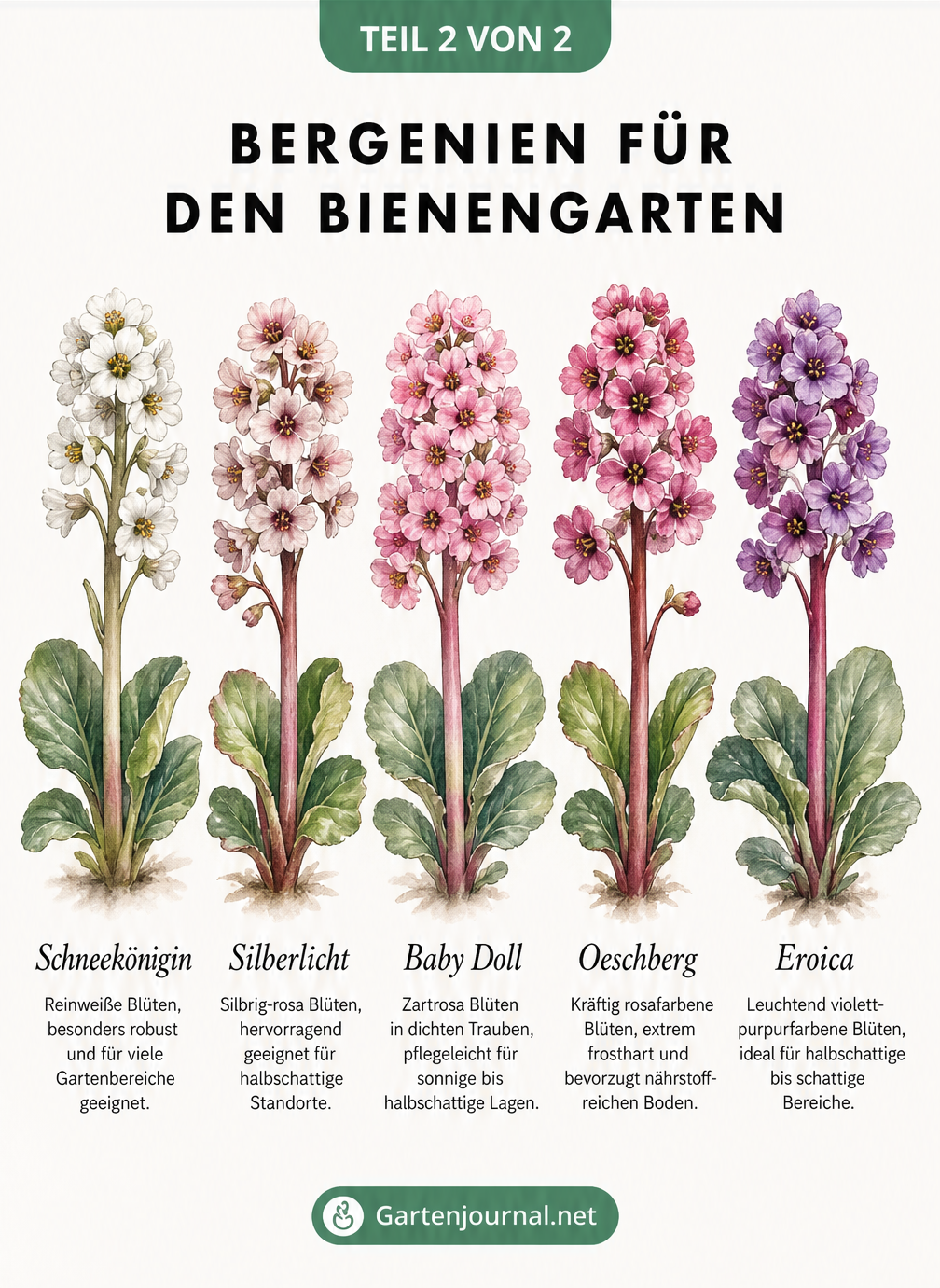 Farbpalette von fünf Bergenien-Sorten: Schneekönigin, Silberlicht, Baby Doll, Oeschberg und Eroica mit Angaben zu Blütenfarbe und Standort.