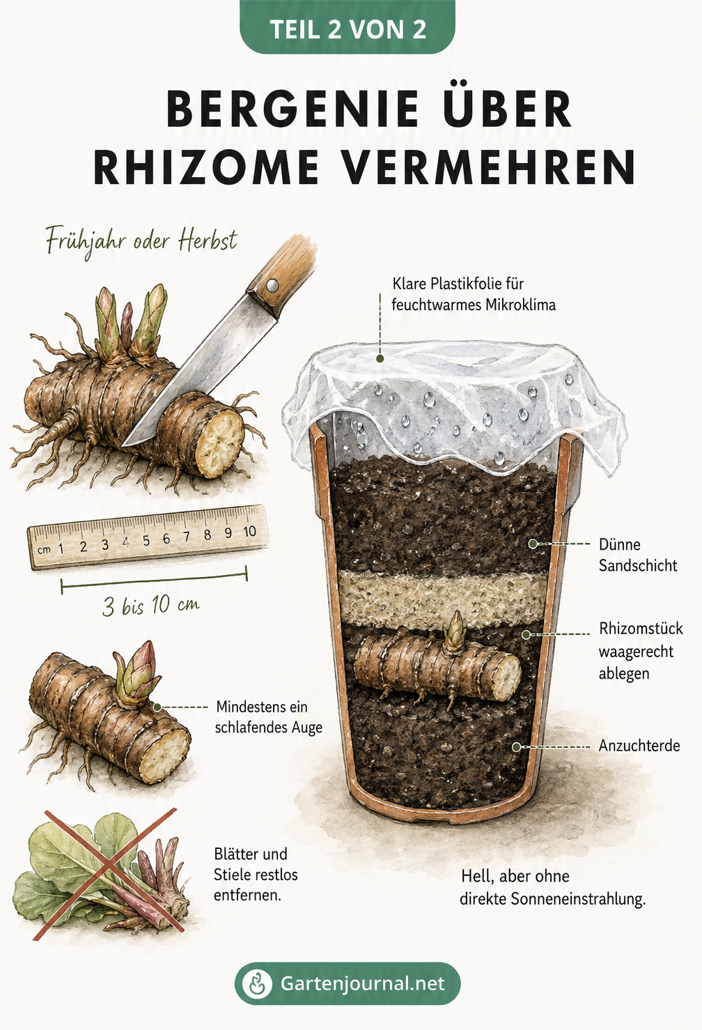 Illustration der Bergenien-Vermehrung über Rhizomstecklinge: Vorbereitung des Rhizoms und Einpflanzen in einen Anzuchttopf.