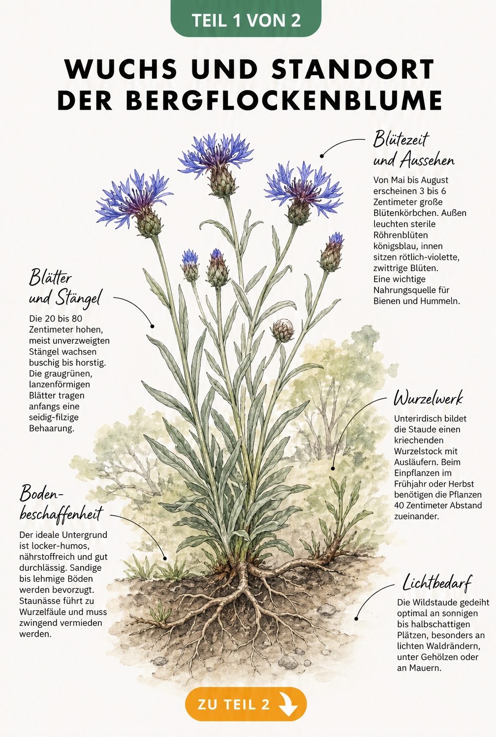 Botanische Illustration der Bergflockenblume mit Wurzelstock, Blättern und blauen Blüten