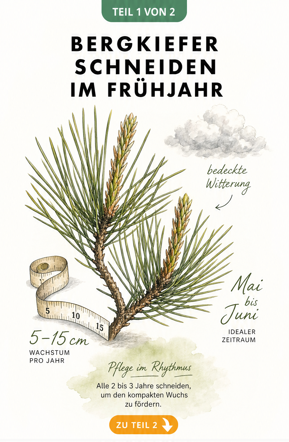 Botanische Illustration eines Bergkiefer-Zweigs mit Maßband, das 5 bis 15 cm Wachstum zeigt, und Hinweis auf Mai und Juni
