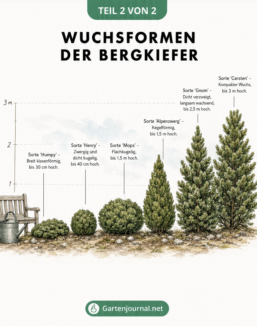Illustration verschiedener Bergkiefer-Sorten im Größenvergleich, von der flachen Sorte Humpy bis zur 3 Meter hohen Sorte Carsten.