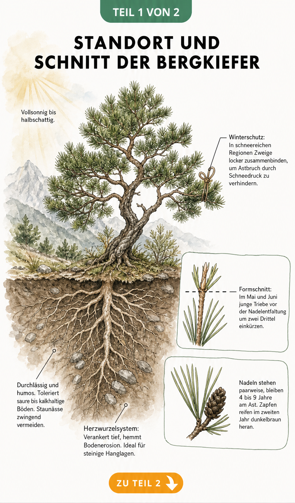 Botanische Querschnitt-Illustration einer Bergkiefer mit Herzwurzelsystem, Bodenbeschaffenheit und Hinweisen zu Formschnitt und Winterschutz.