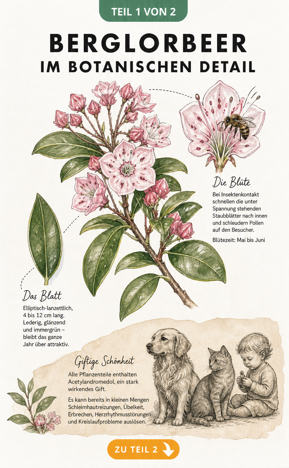 Botanische Illustration eines blühenden Berglorbeer-Zweigs mit Details zu Blüte, Bestäubung, Blättern und Giftigkeit