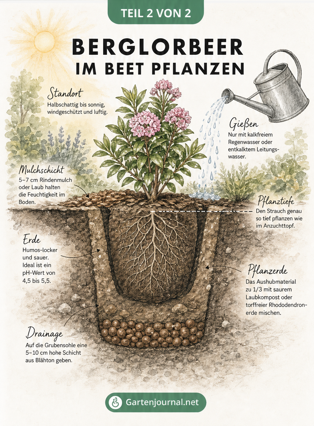 Querschnitt-Skizze eines Gartenbeets, die das richtige Pflanzen von Berglorbeer mit Drainage, saurer Erde und Mulchschicht zeigt