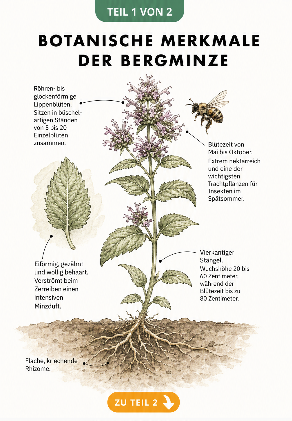 Botanische Illustration der Bergminze mit Details zu Wurzeln, Stängel, Blättern und Blüten