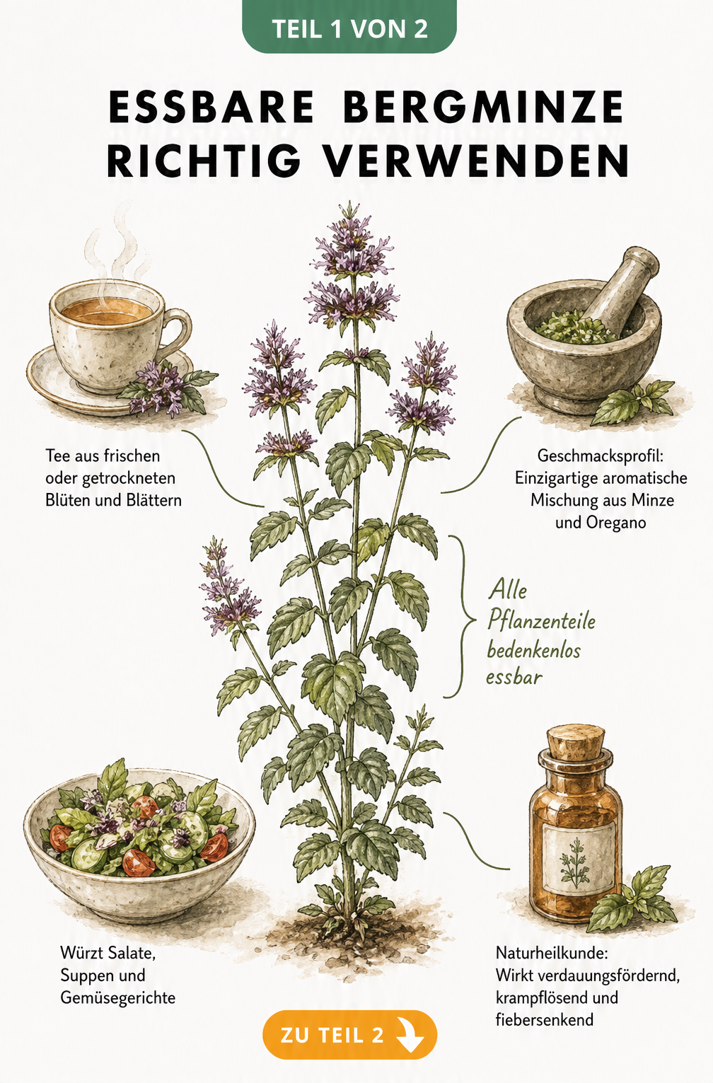 Botanische Illustration der Bergminze mit Vignetten zur Verwendung als Tee, Gewürz und in der Naturheilkunde