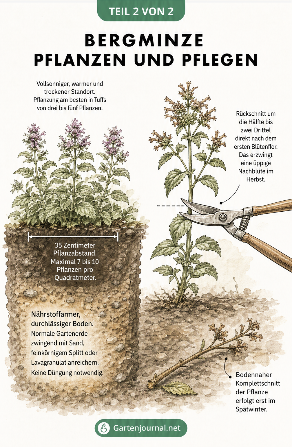 Querschnitt eines Gartenbeets mit Bergminzen, Pflanzabstand und Anleitung zum Rückschnitt