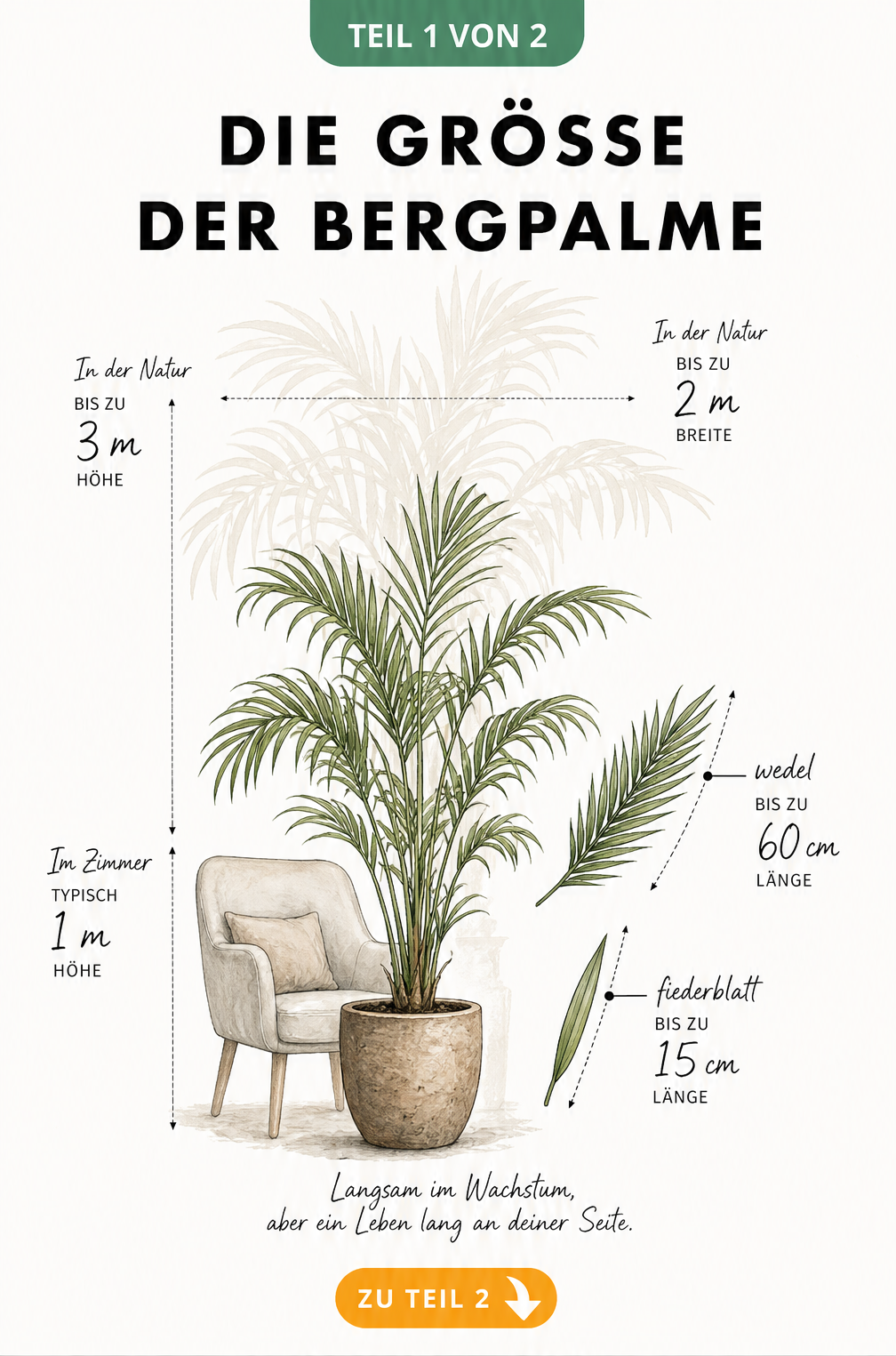 Botanische Illustration einer Bergpalme im Topf mit Größenvergleich zu einem Sessel und Bemaßung der Wedel