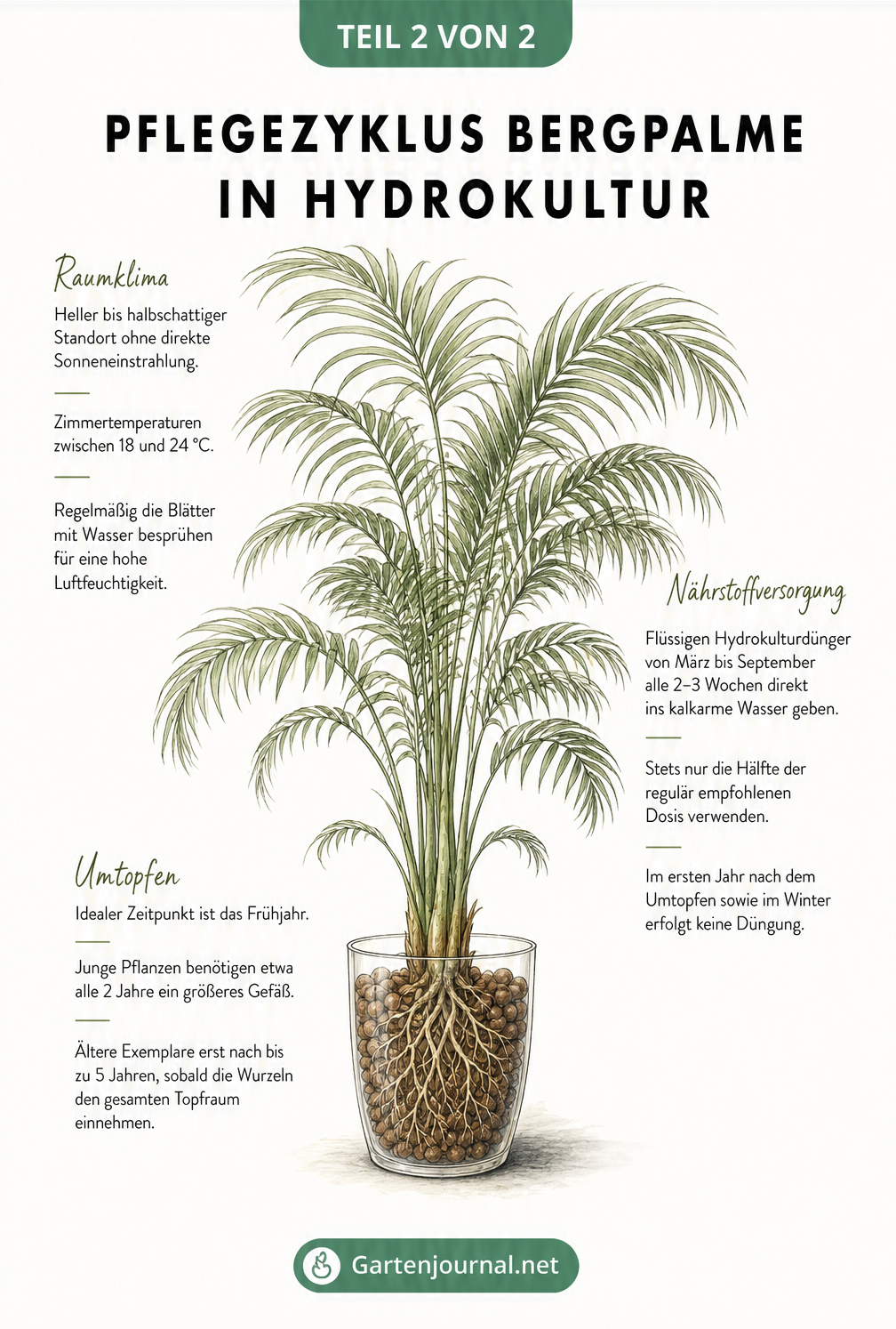 Illustration einer Bergpalme mit Pflegehinweisen zu Standort, Düngung und Umtopfen in Hydrokultur