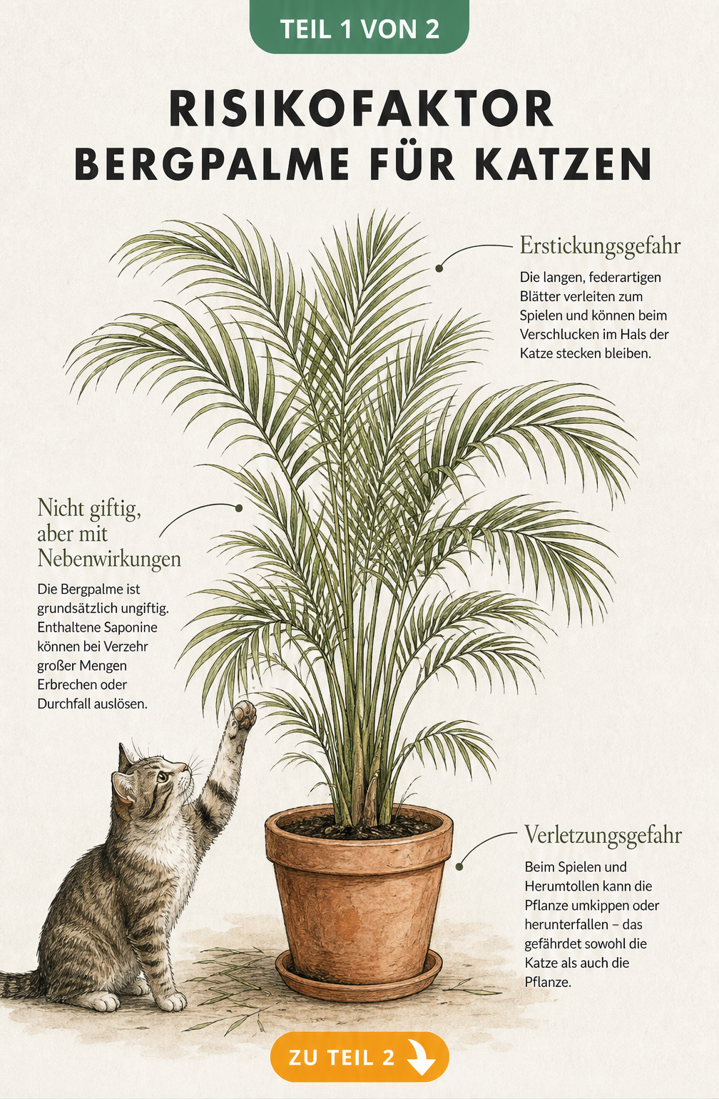 Botanische Illustration einer Bergpalme mit einer Katze, die nach den Blättern angelt. Erklärt Erstickungsgefahr, Giftigkeit und Verletzungsrisiko.