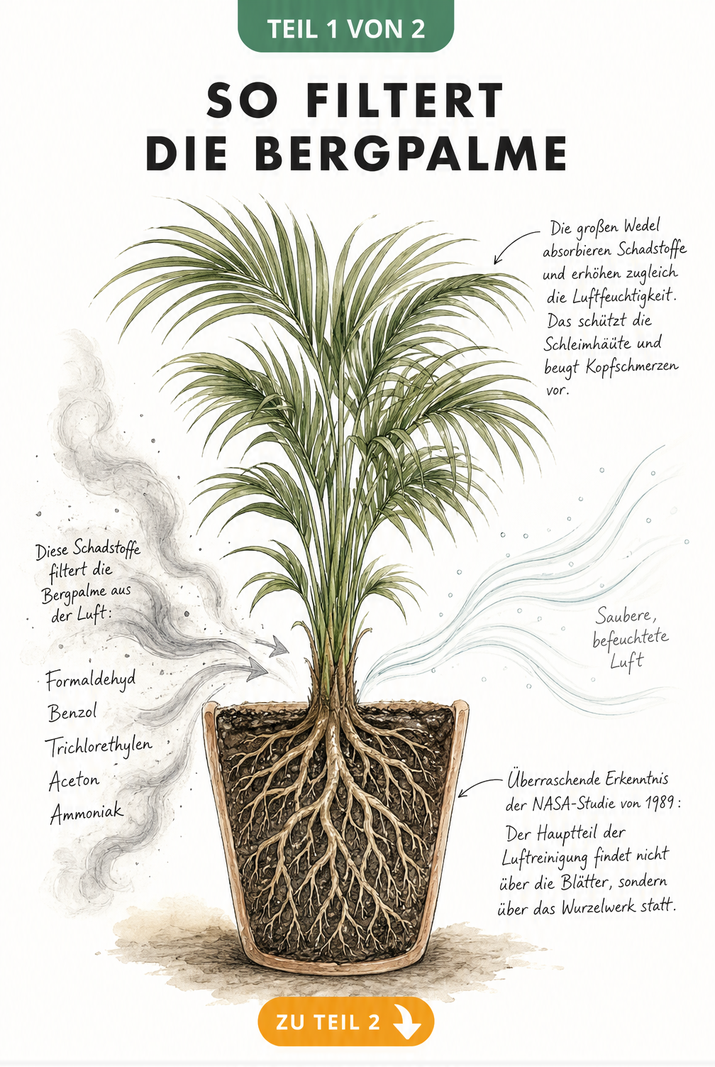 Botanische Illustration einer Bergpalme im Querschnitt, die zeigt, wie Blätter und Wurzeln Schadstoffe wie Formaldehyd und Benzol aus der Raumluft filtern.