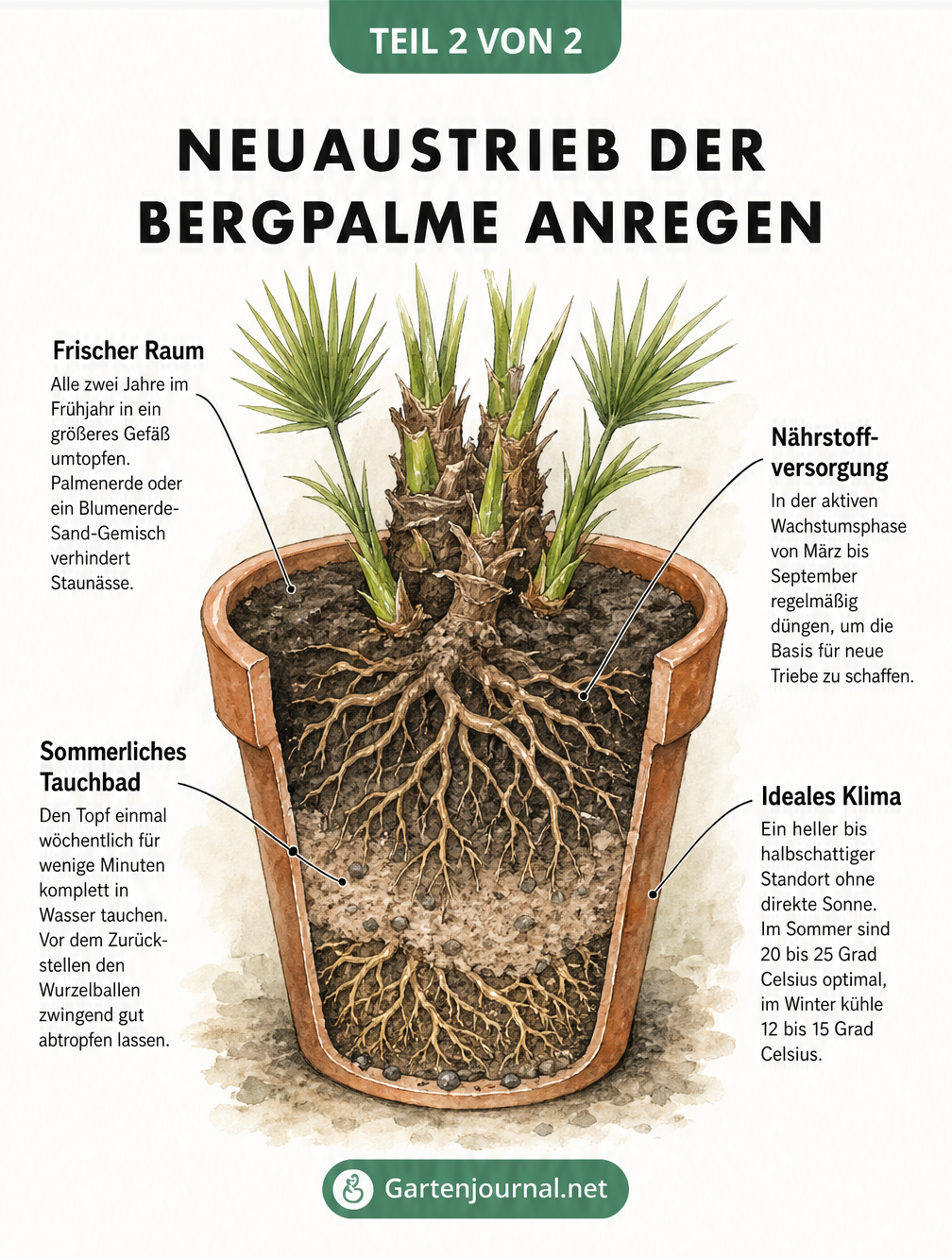 Querschnitt eines Blumentopfs mit einer Bergpalme, der die Pflege für neuen Austrieb durch Umtopfen, Gießen, Düngen und das richtige Klima zeigt.
