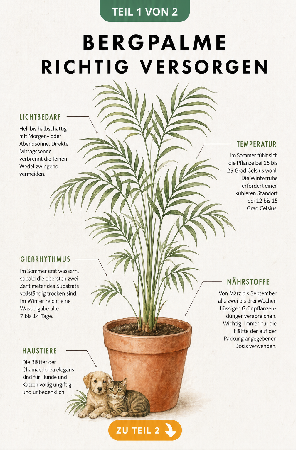 Botanische Illustration einer Bergpalme im Terrakotta-Topf mit Pflegehinweisen zu Licht, Temperatur, Gießen und Düngen