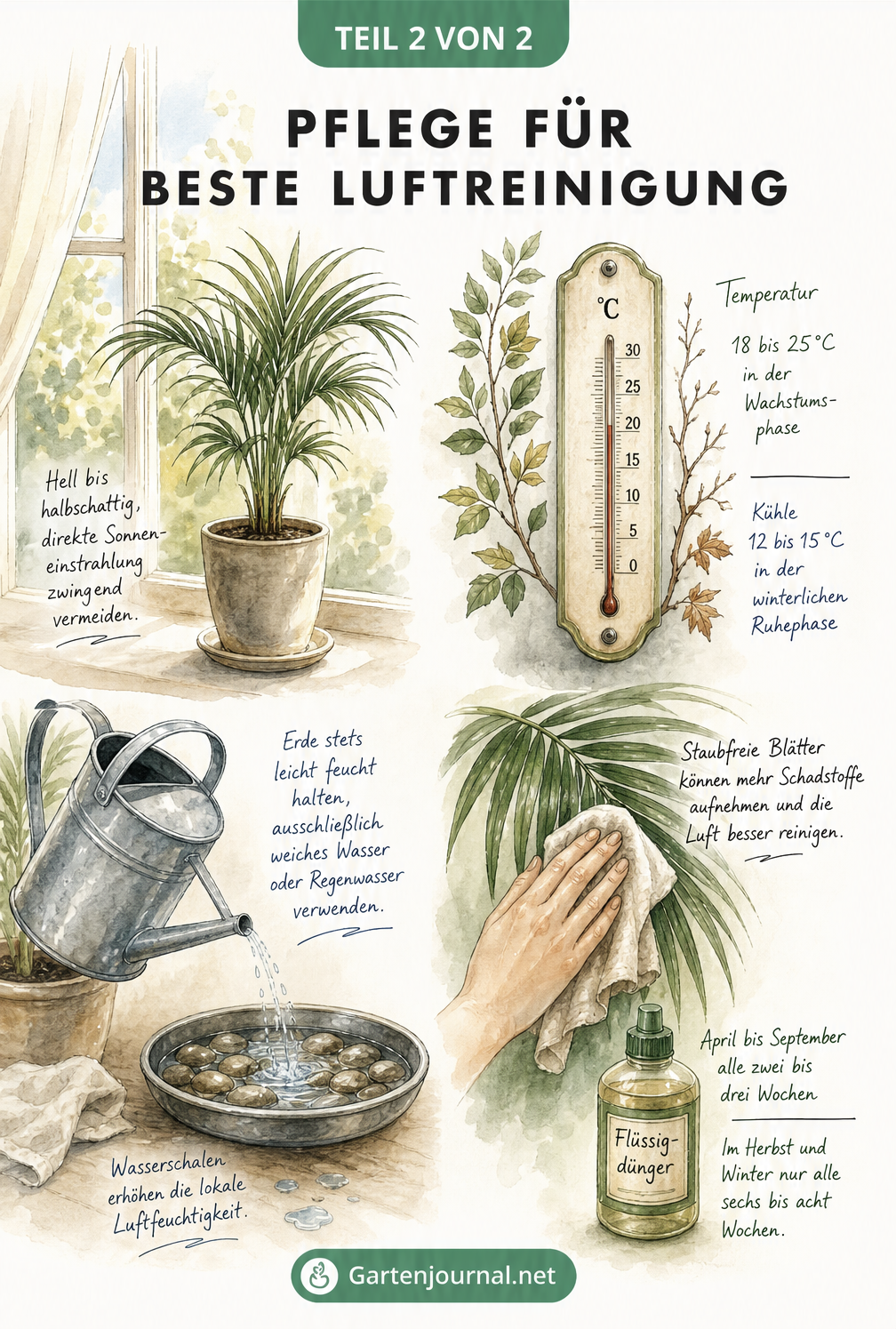 Aquarell-Illustration mit Pflegetipps für die Bergpalme: indirektes Licht, 18-25 Grad, leicht feuchte Erde und regelmäßiges Abstauben der Blätter.