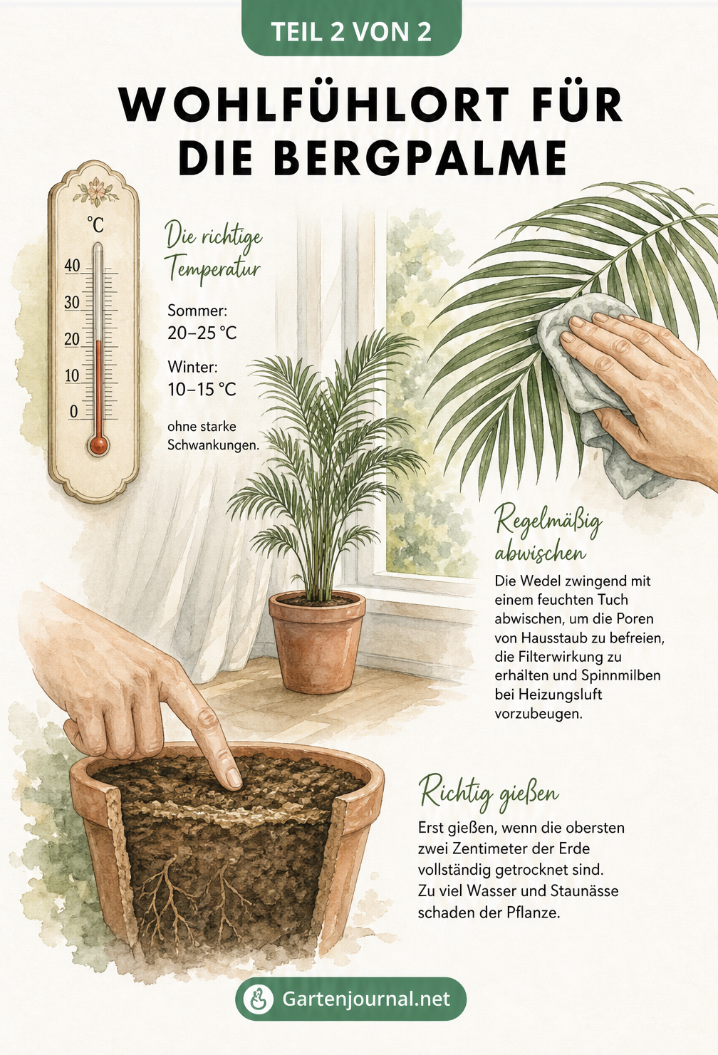 Illustration zur Pflege der Bergpalme mit Thermometer, Blattpflege und Gießregel