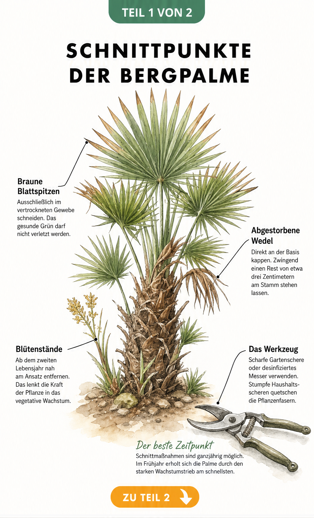 Botanische Illustration einer Bergpalme mit Markierungen für den richtigen Schnitt an braunen Blattspitzen, abgestorbenen Wedeln und Blütenständen.