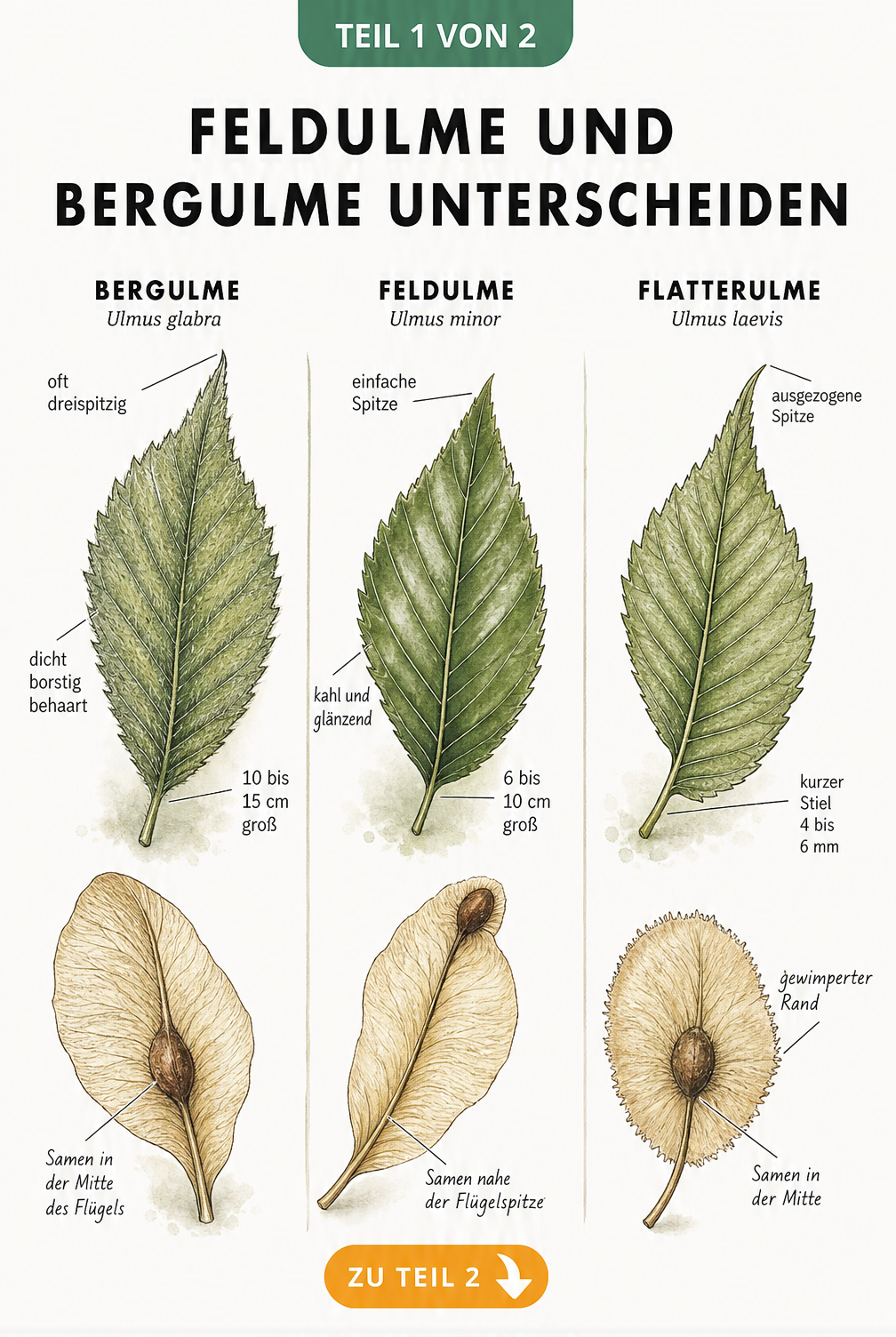 Botanische Illustration der Blätter und Samen von Bergulme, Feldulme und Flatterulme im Vergleich