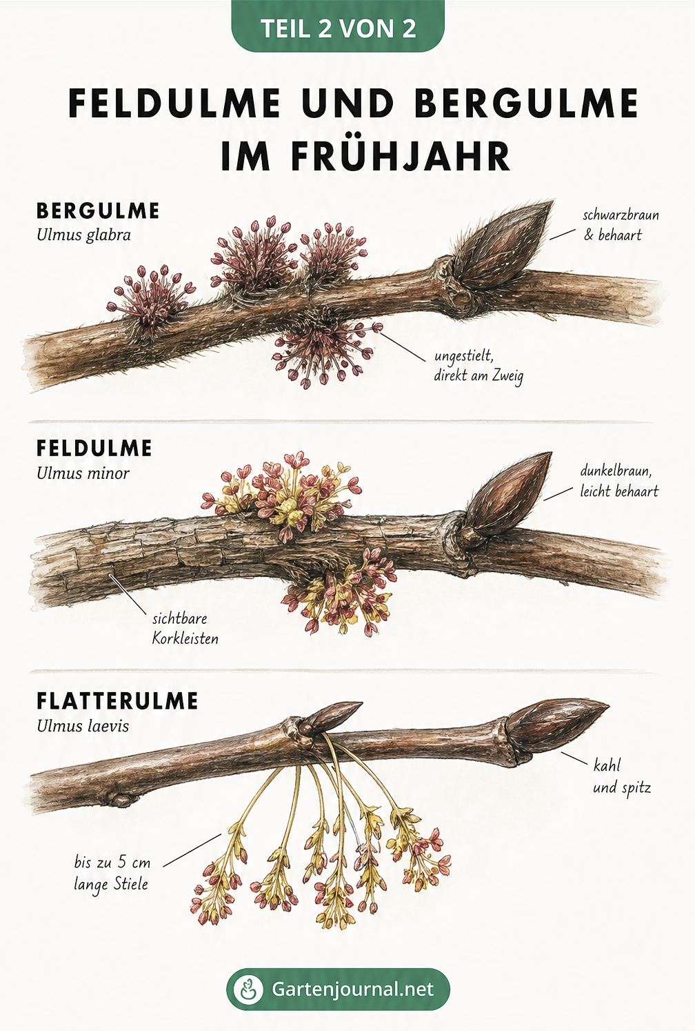 Zeichnung der Zweige und Blüten von Bergulme, Feldulme und Flatterulme im Frühjahr