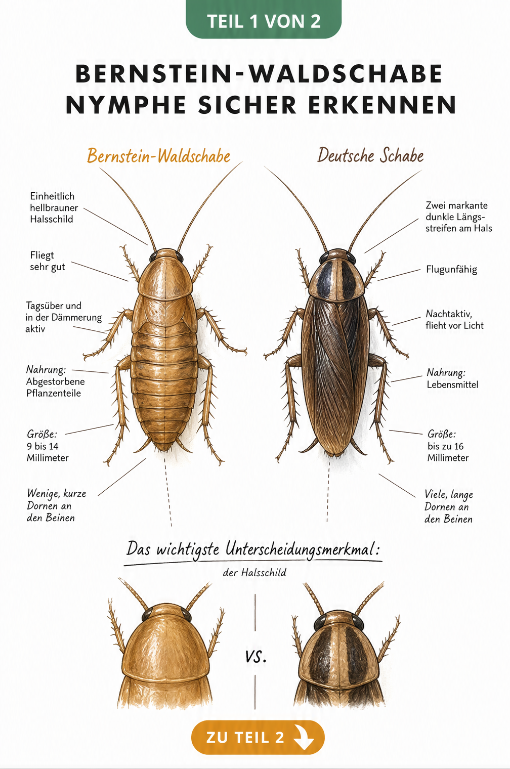 Vergleich der Bernstein-Waldschabe und der Deutschen Schabe mit Fokus auf den Halsschild