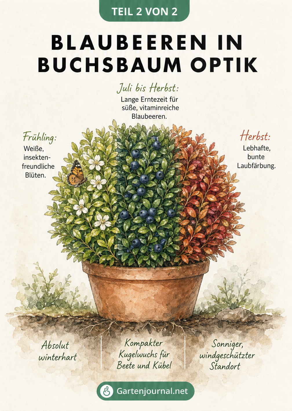 Illustration eines BerryBux-Strauchs im Terrakotta-Topf, der die Entwicklung von weißen Blüten im Frühling zu blauen Beeren im Sommer und buntem Laub im Herbst...
