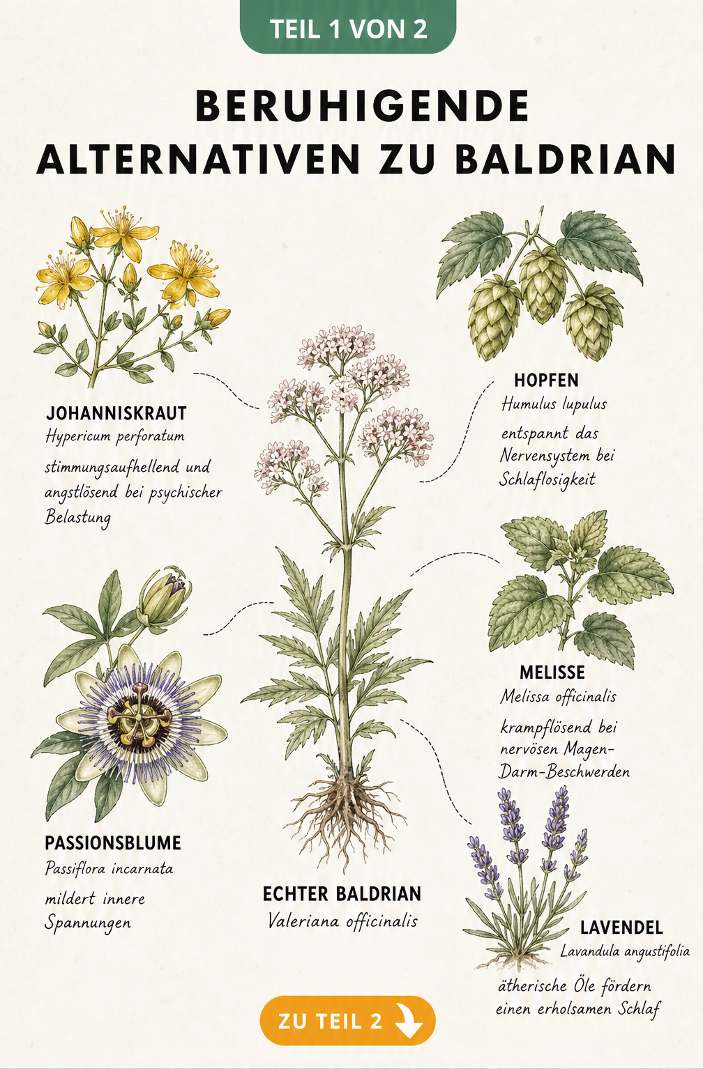 Botanische Illustration von Baldrian und fünf beruhigenden Heilpflanzen wie Johanniskraut, Passionsblume, Hopfen, Melisse und Lavendel mit ihren...