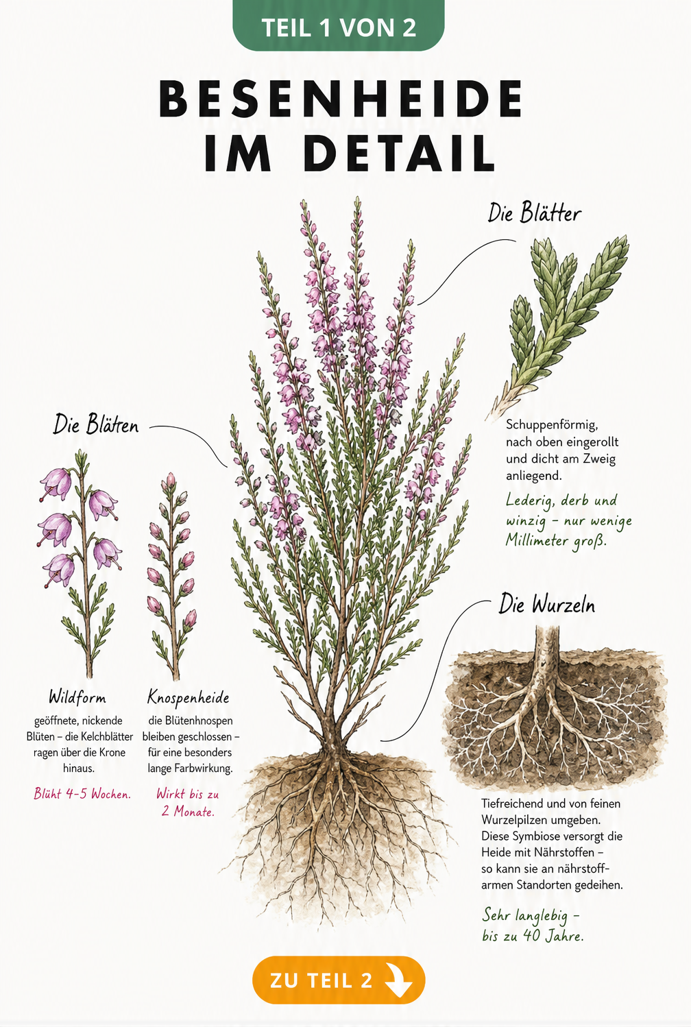 Botanische Illustration der Besenheide mit Detailansichten von Blättern, Wurzeln und Blüten